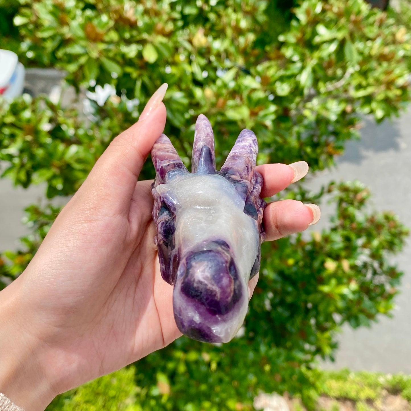 Fluorite Root Dragon Skull