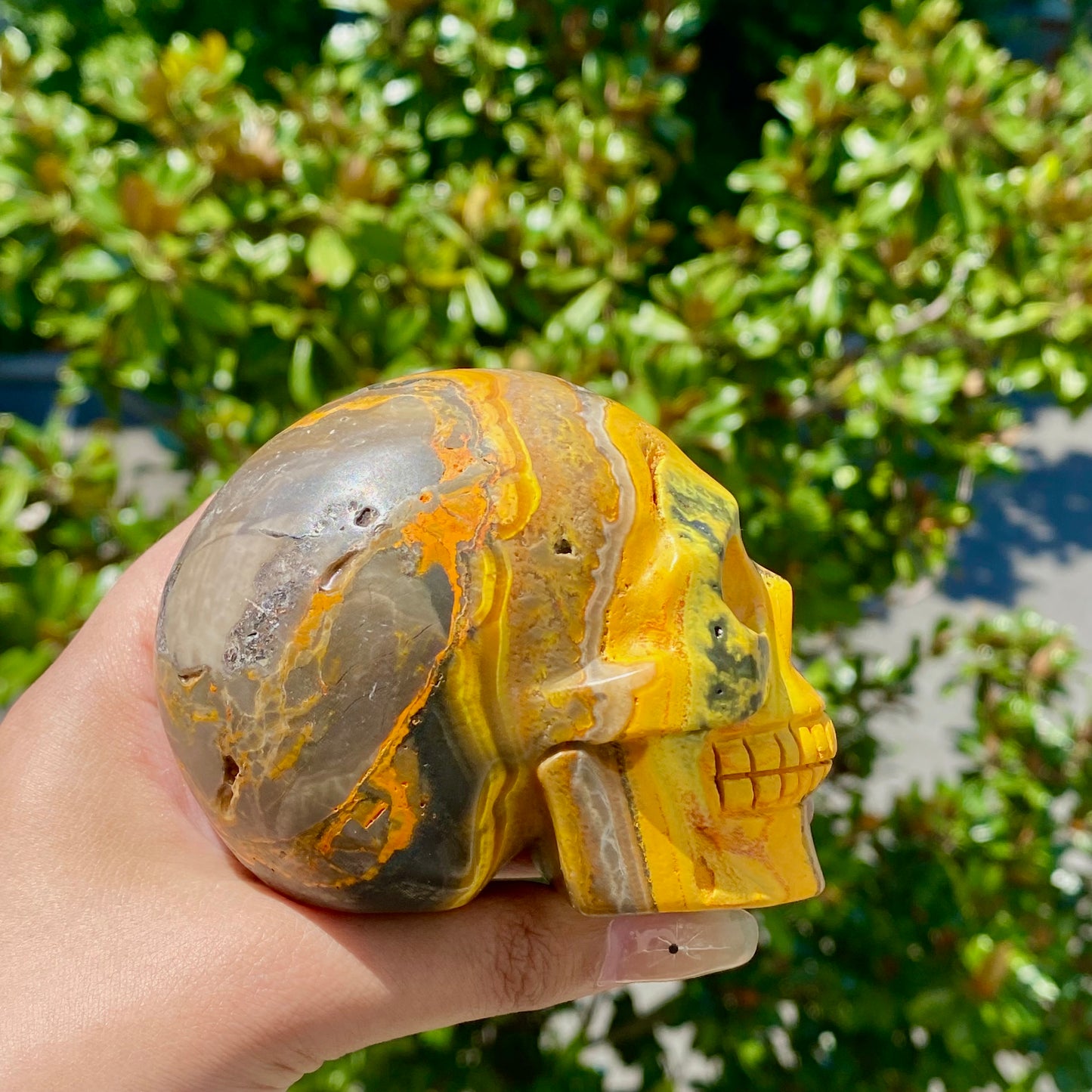 Bumblebee Jasper Skull