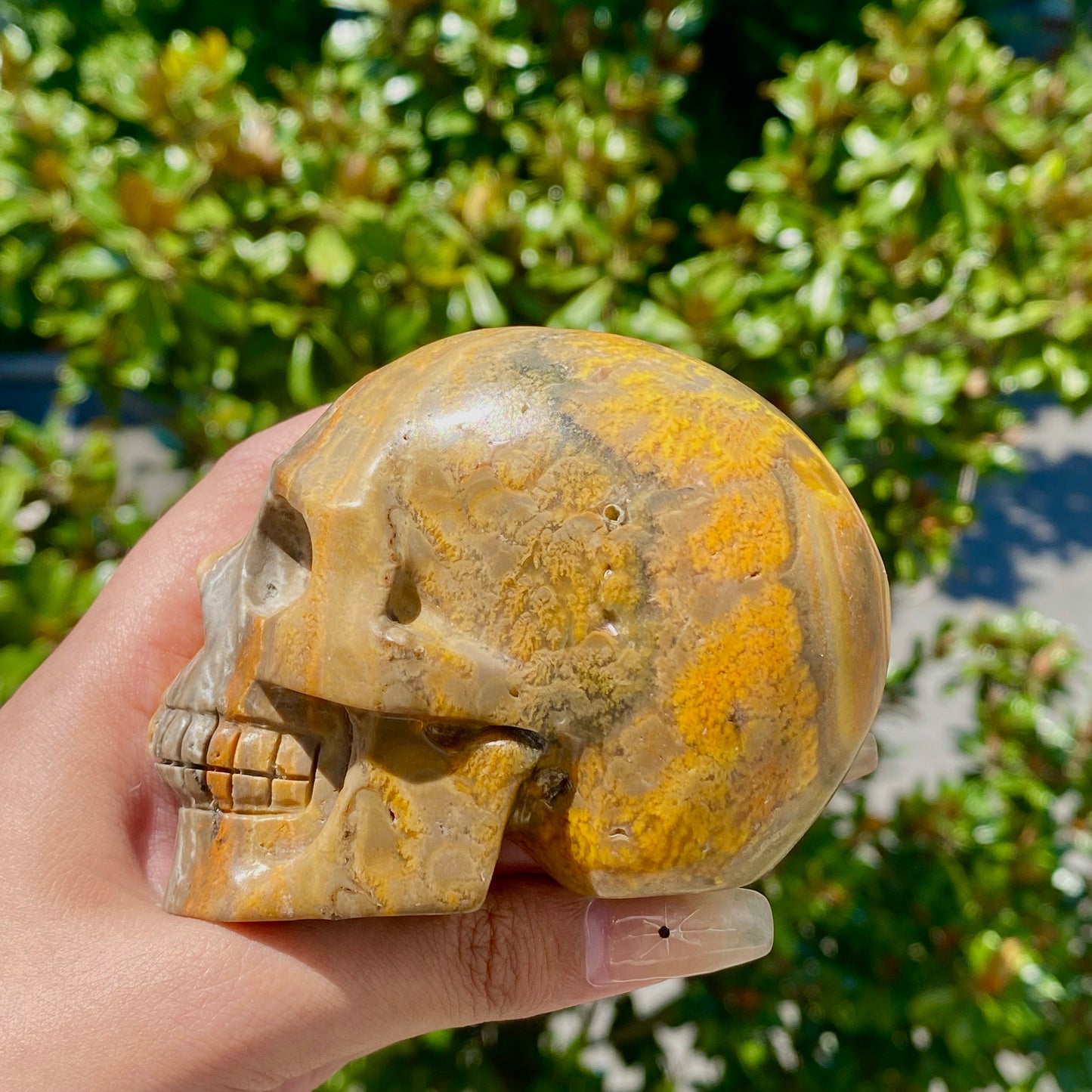 Bumblebee Jasper Skull