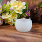 White Jade Tea and Coffee Cups (Not Natural)(Free Shipping)