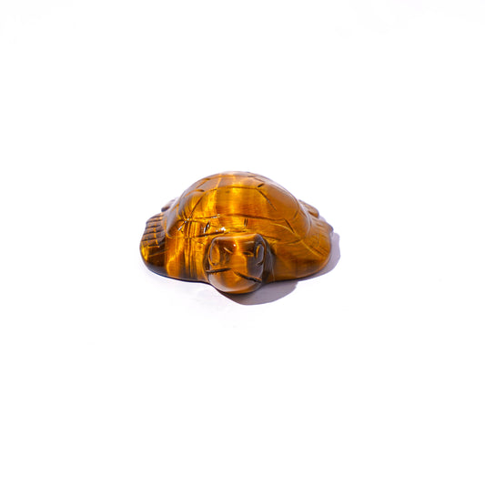 Yellow Tiger Eye Tortoise