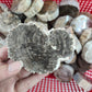 Natural Sliced Wood Fossil