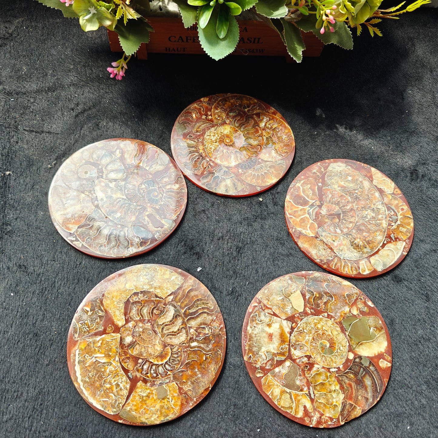 Wholesale Sliced Ammonite Fossil For Decoration And Gift