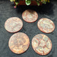 Wholesale Sliced Ammonite Fossil For Decoration And Gift