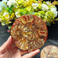 Wholesale Sliced Ammonite Fossil For Decoration And Gift