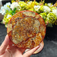 Wholesale Sliced Ammonite Fossil For Decoration And Gift