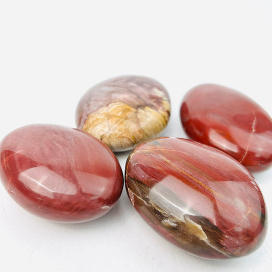 Petrified Wood Palm Stones  Healing Therapy Gemstone