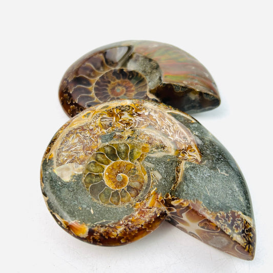 Ammonite Fossil  Beautiful Conch Specimen Collectibles Gifts Ornament